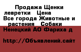 Продажа Щенки левретки › Цена ­ 40 000 - Все города Животные и растения » Собаки   . Ненецкий АО,Фариха д.